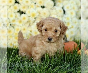 Poodle (Toy) Puppy for sale in CHRISTIANA, PA, USA