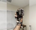 Small #45 Cane Corso-Saint Bernard Mix