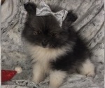 Small Photo #17 Pomeranian Puppy For Sale in HARRISVILLE, MI, USA
