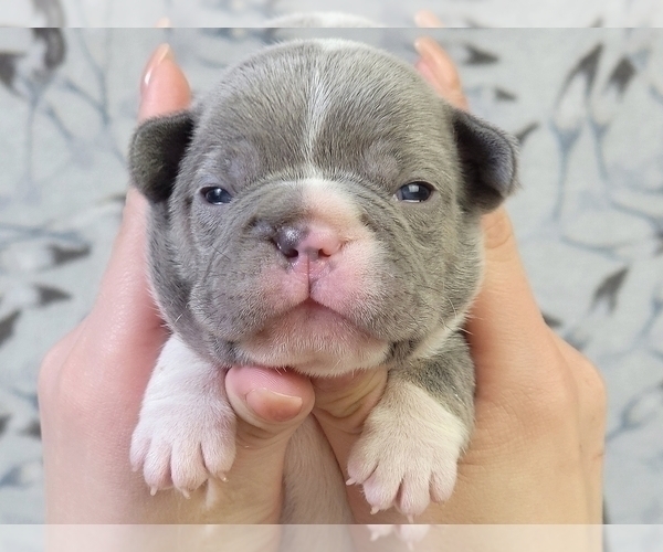 Medium Photo #6 French Bulldog Puppy For Sale in CLINTON, NJ, USA