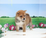 Small Photo #4 Shiba Inu Puppy For Sale in LOS ANGELES, CA, USA