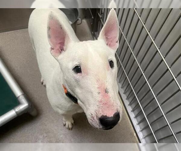 Medium Photo #1 Bull Terrier Puppy For Sale in Denver, CO, USA