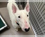 Small Bull Terrier