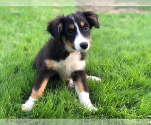 Miniature Australian Shepherd Puppy for sale in BROOKER, FL, USA