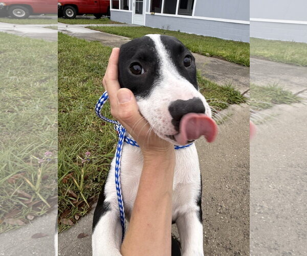 Medium Photo #13 Mutt Puppy For Sale in Sanford, FL, USA