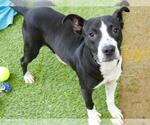 Small #1 American Staffordshire Terrier Mix