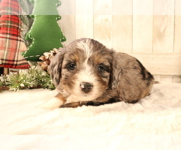 Medium Photo #624 Aussiedoodle Miniature  Puppy For Sale in STAFFORD, VA, USA