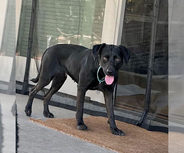 Medium Photo #2 Labrador Retriever-Unknown Mix Puppy For Sale in San Diego, CA, USA