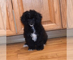 Poodle (Toy) Puppy for sale in BARNESVILLE, KS, USA
