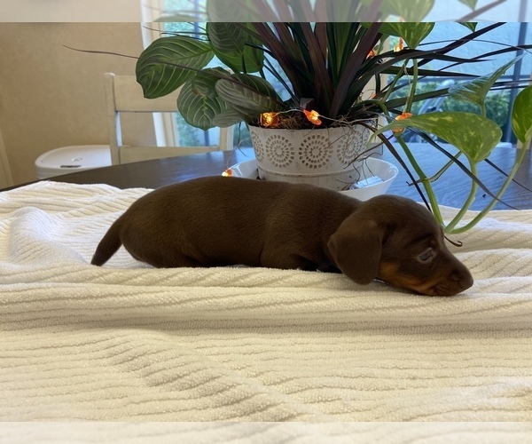 Medium Photo #10 Dachshund Puppy For Sale in OCALA, FL, USA