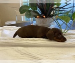 Small Photo #10 Dachshund Puppy For Sale in OCALA, FL, USA
