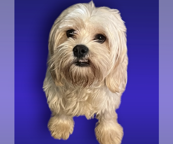Medium Photo #2 Lhatese Puppy For Sale in Rockville, MD, USA