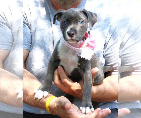 Medium Photo #2 Mutt Puppy For Sale in Bandera, TX, USA