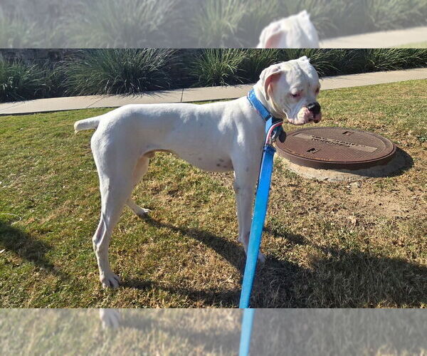 Medium Photo #4 Boxer Puppy For Sale in Austin, TX, USA