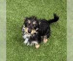 Small Mutt