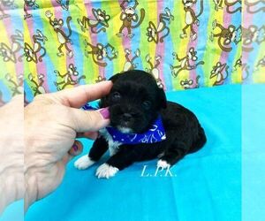 ShihPoo Puppy for sale in WINNSBORO, LA, USA