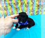 Image preview for Ad Listing. Nickname: Ozzy