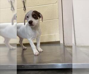 Labrador Retriever-Unknown Mix Dogs for adoption in Texas City, TX, USA