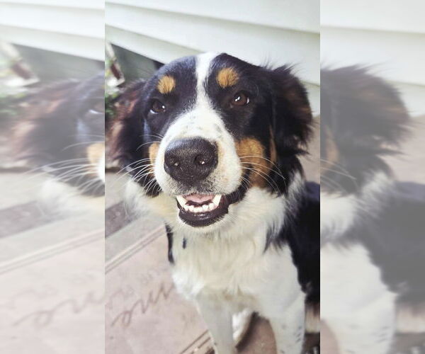 Medium Photo #2 Border Collie-Unknown Mix Puppy For Sale in Cromwell, KY, USA