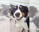 Small #1 Border Collie Mix