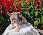 Small #3 Faux Frenchbo Bulldog
