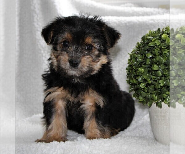 Medium Photo #3 Yorkshire Terrier Puppy For Sale in KINZERS, PA, USA
