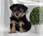 Small Photo #3 Yorkshire Terrier Puppy For Sale in KINZERS, PA, USA