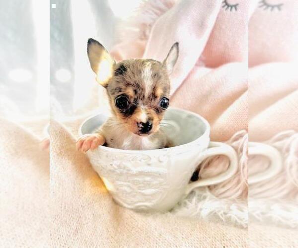 Medium Photo #2 Chihuahua Puppy For Sale in PEMBROKE PINES, FL, USA