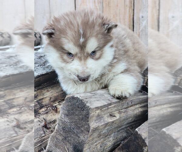 Medium Photo #2 Siberian Husky Puppy For Sale in TACOMA, WA, USA