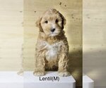Small Photo #4 Australian Labradoodle Puppy For Sale in REIDSVILLE, NC, USA