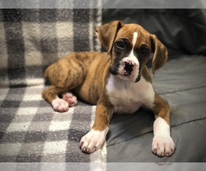 Boxer Puppy for sale in MILTON, FL, USA