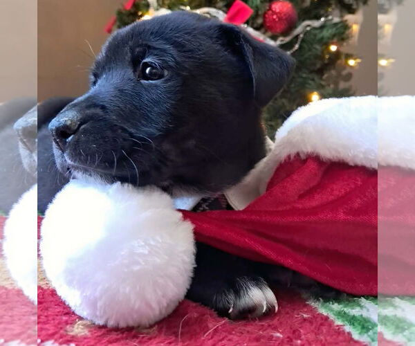 Medium Photo #3 Shepradors Puppy For Sale in Princeton, MN, USA