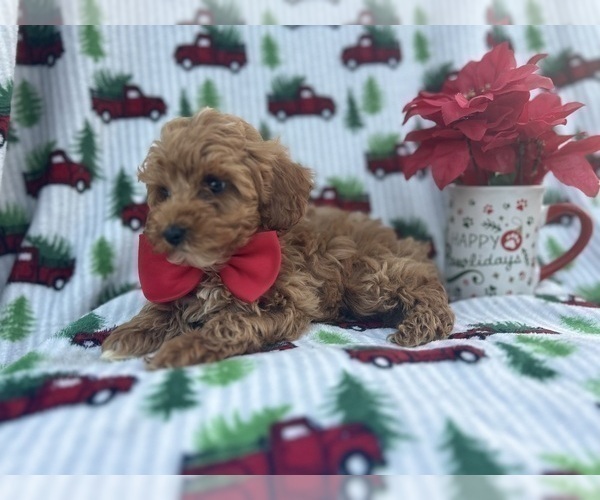 Medium Photo #11 Cock-A-Poo Puppy For Sale in LAKELAND, FL, USA