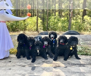Poodle (Standard) Puppy for sale in TROY, AL, USA