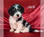 Small Photo #10 Bernedoodle (Miniature) Puppy For Sale in CANON CITY, CO, USA