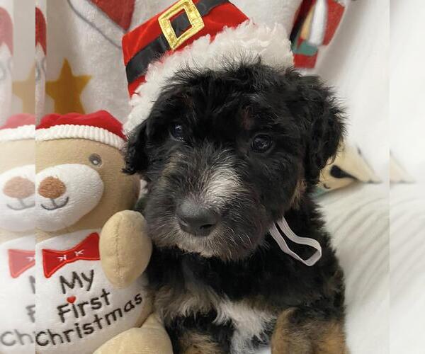 Medium Photo #2 Australian Kelpie-Unknown Mix Puppy For Sale in San Diego, CA, USA