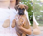 Small #1 Boxer