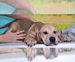 Small #2 Labrador Retriever Mix