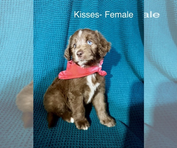 Medium Photo #4 Labradoodle-Miniature Australian Shepherd Mix Puppy For Sale in MANSFIELD, TX, USA