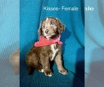 Small #3 Labradoodle-Miniature Australian Shepherd Mix