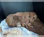 Honey - Female Goldendoodle (Miniature) Puppy for Sale - Small photo