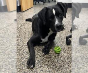 Mutt Dogs for adoption in Tracy, CA, USA