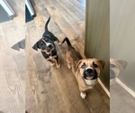 Small #3 American Staffordshire Terrier Mix