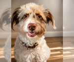 Small #2 Aussiedoodle Miniature 