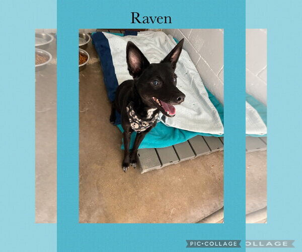 Medium Photo #1 Mutt Puppy For Sale in Kewanee, IL, USA