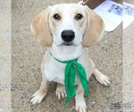 Small #5 Retriever  Mix