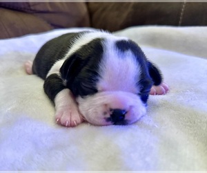 Boston Terrier Puppy for sale in GARFIELD, AR, USA
