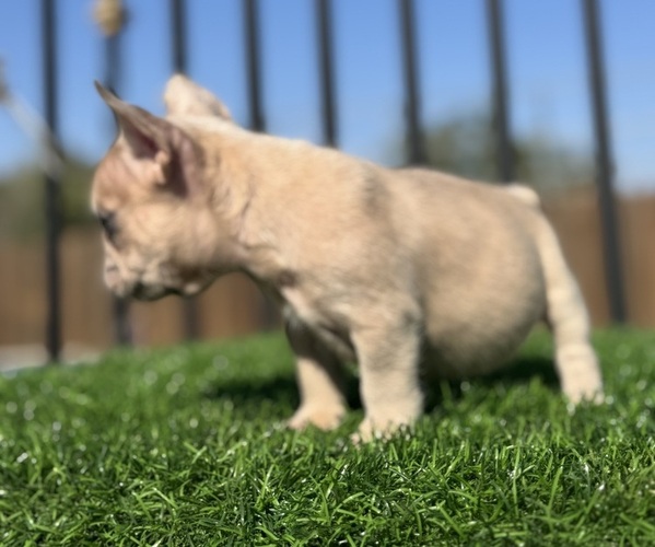 Medium Photo #25 French Bulldog Puppy For Sale in VIRGINIA BEACH, VA, USA