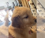 Small #1 Golden Retriever