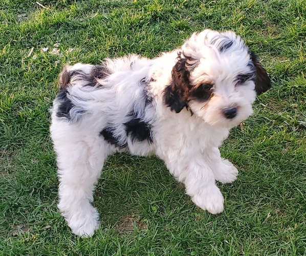 Medium Photo #2 Bernedoodle (Miniature) Puppy For Sale in LEETONIA, OH, USA